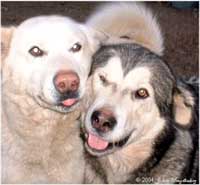 Hudsons Malamutes - Utana with the love of her life Takoma