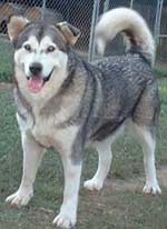 Hudsons Malamutes - Utana