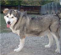 Hudsons Malamutes - Utana