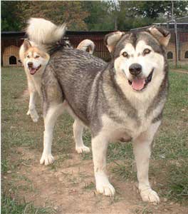 Hudsons Malamutes - Utana 