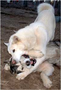 Hudsons Malamutes - Utana playing with the love of her life Takoma