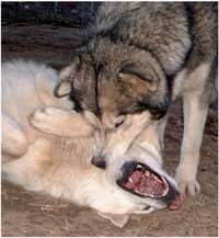 Hudsons Malamutes - Utana playing with the love of her life Takoma