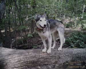 Hudons Malamutes -  Willow