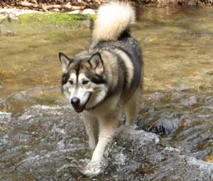 Hudons Malamutes -  Willow