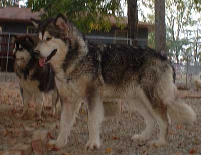 Hudsons Malamutes - Zateema - November 2005